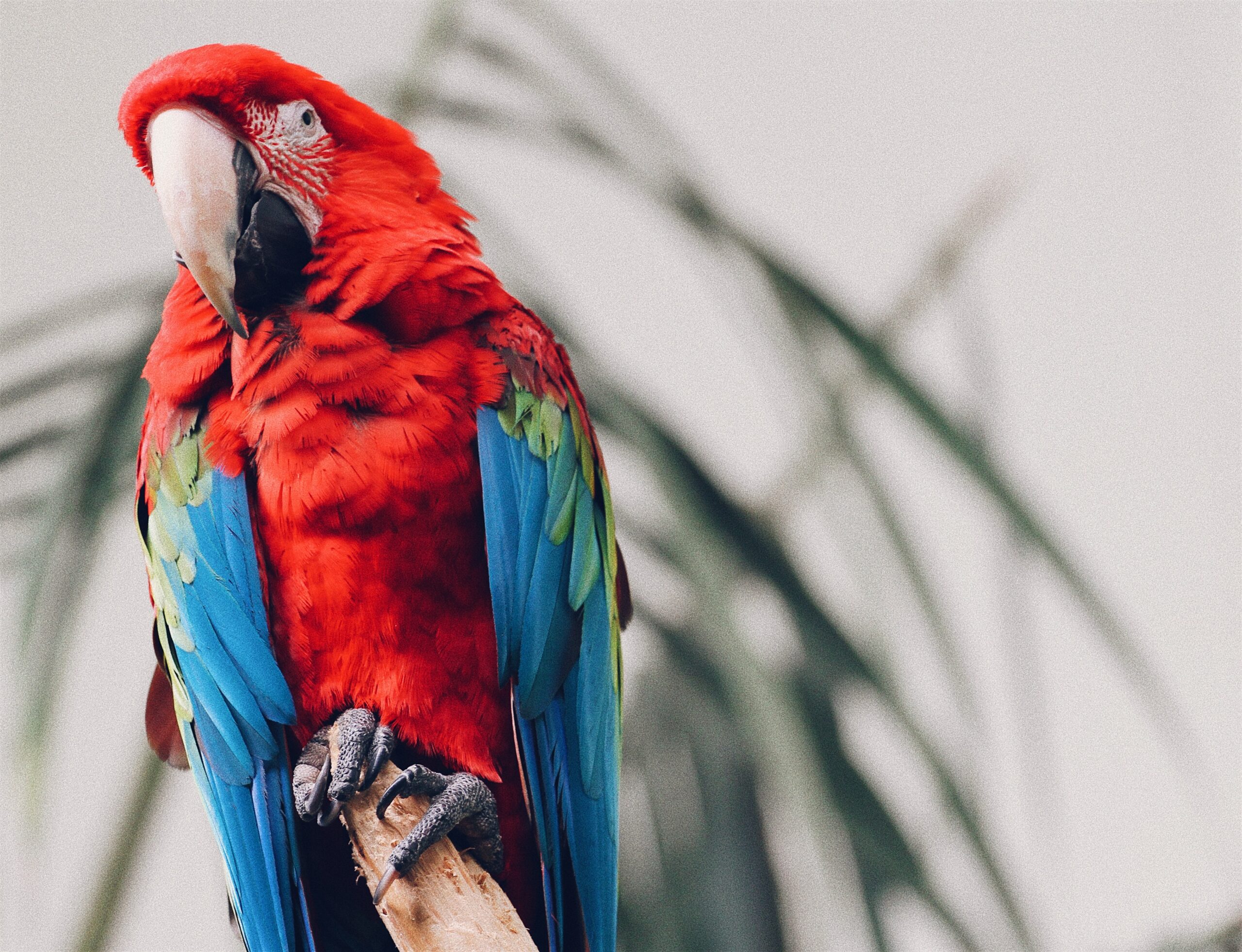 Scarlet Macaw photo by Chris Leipelt