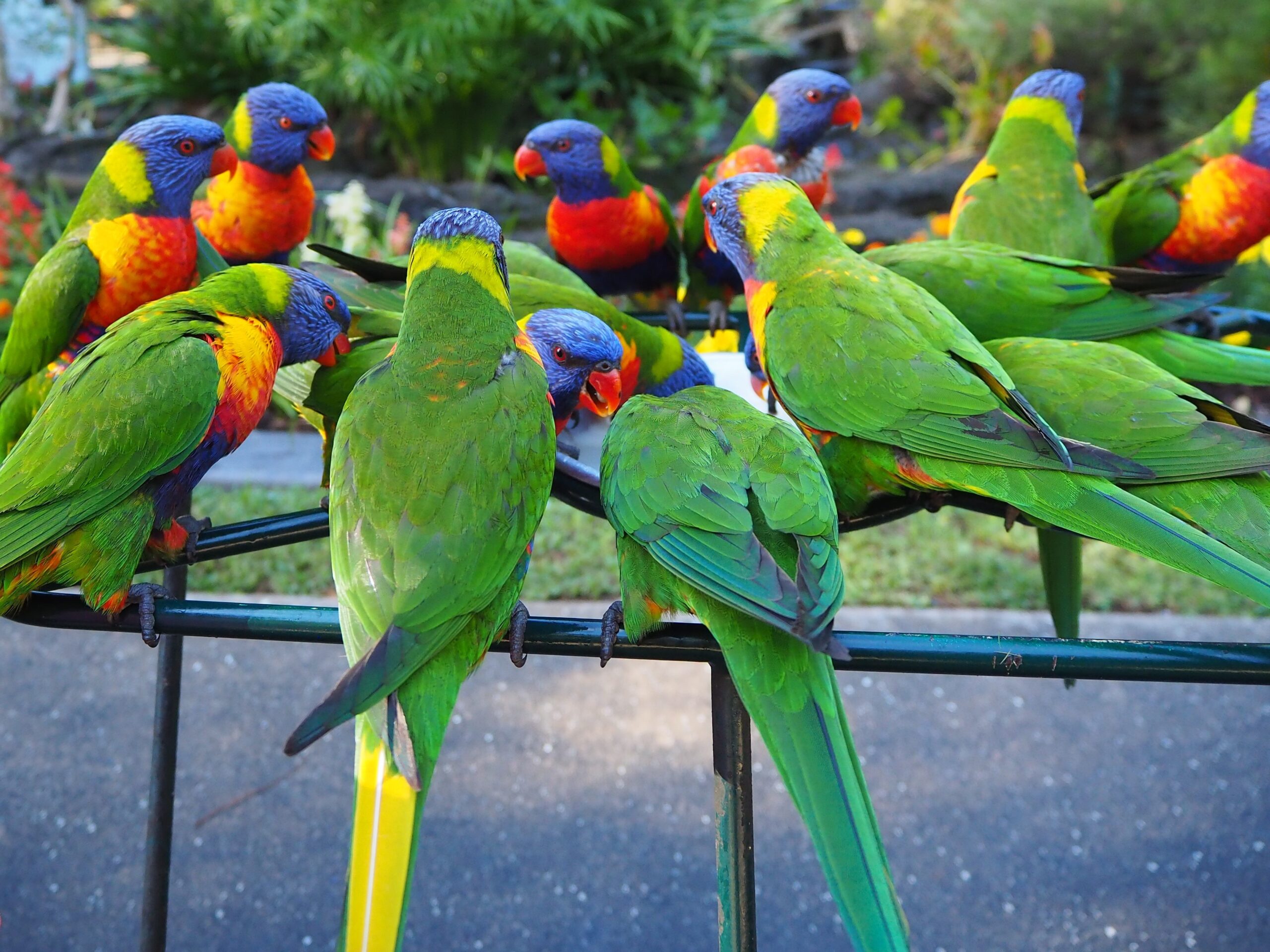 Flock of Rainbow Lorikeets. Photo by Deb Dowd.