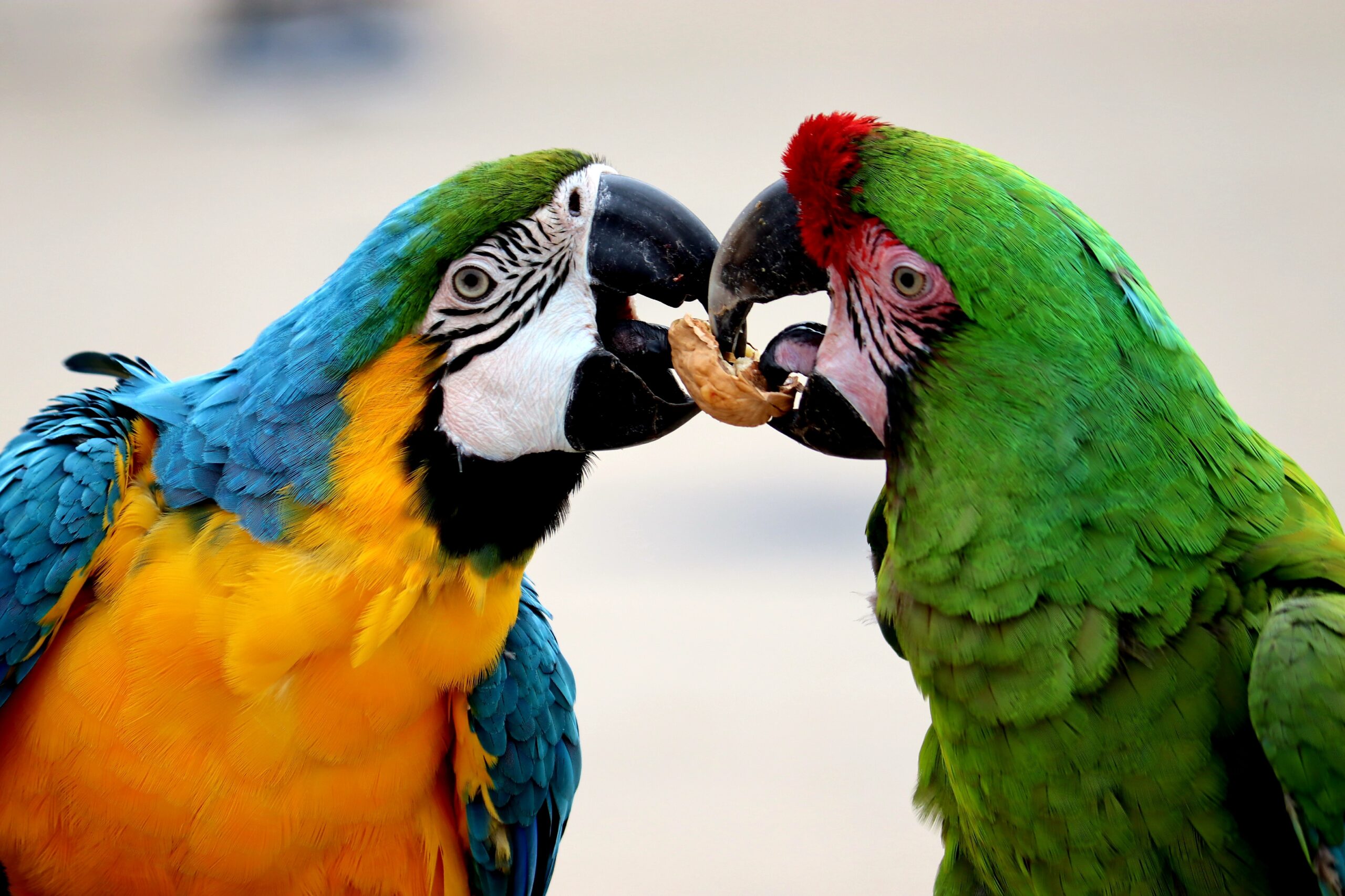Macaws eating photo by Domenik Kowalewski