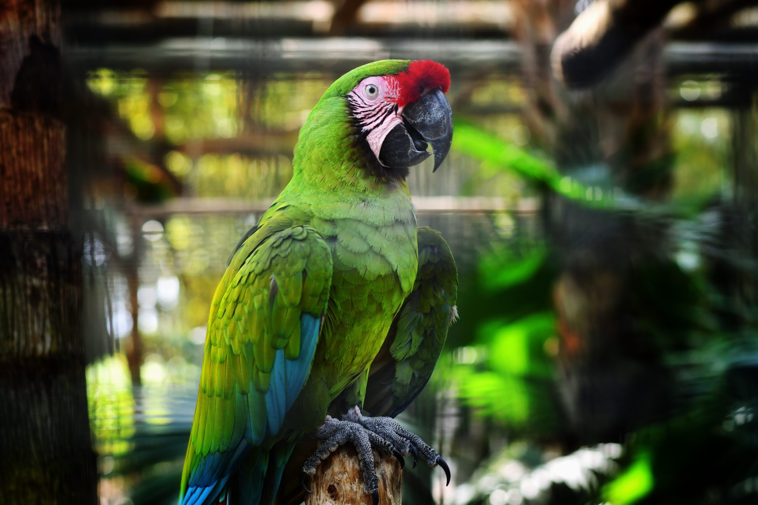 Military Macaw photo by Max Harlynking