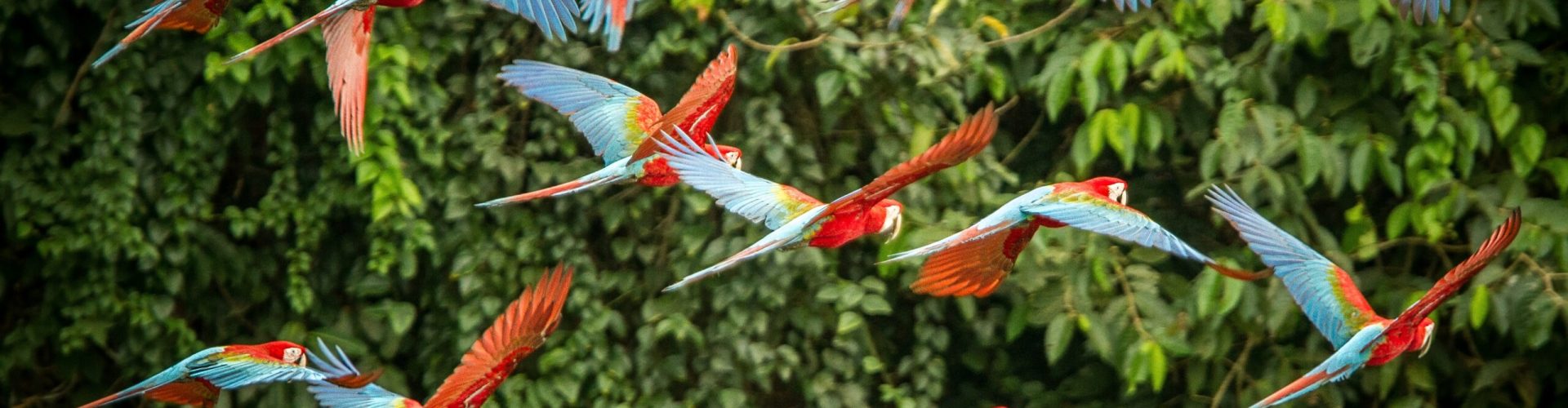 Flock of Scarlet Macaws flying in Rain Forest