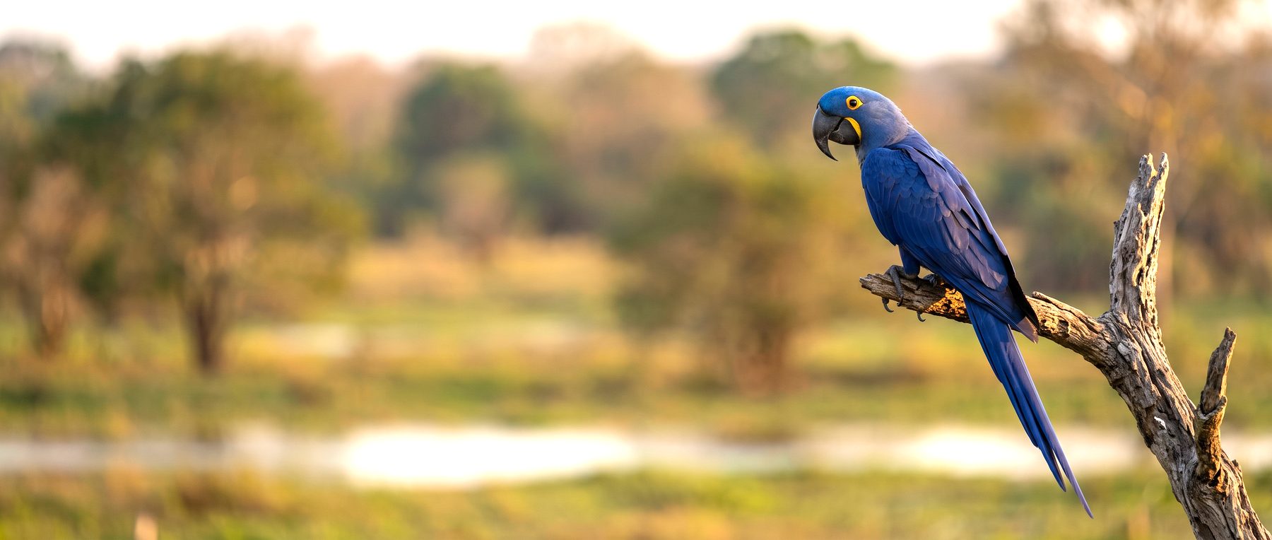 A hyacinth macaw perched at the edge of open wetland