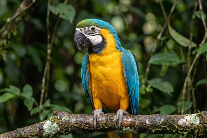 Blue-and-Gold Macaw showing turquoise-blue crown, back and wings, rich golden-yellow breast and underparts, bare white facial patch marked with fine black feather lines, black chin stripe, green forehead, black bill