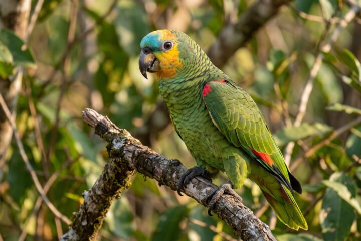Blue-fronted Amazon showing green plumage with fine black feather edging, a turquoise-blue forehead and forecrown, yellow face and throat, a red patch at the bend of the wing, dark horn bill