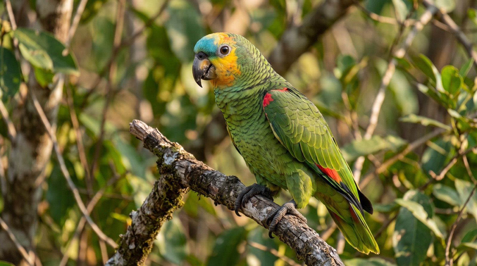 Blue-fronted Amazon showing green plumage with fine black feather edging, a turquoise-blue forehead and forecrown, yellow face and throat, a red patch at the bend of the wing, dark horn bill