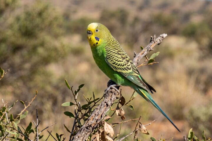 Budgerigar showing wild-type colouring with a yellow face and forehead, fine black barring across the crown, nape and wings, green underparts, a violet cheek patch, black throat spots, long tapering blue-green tail
