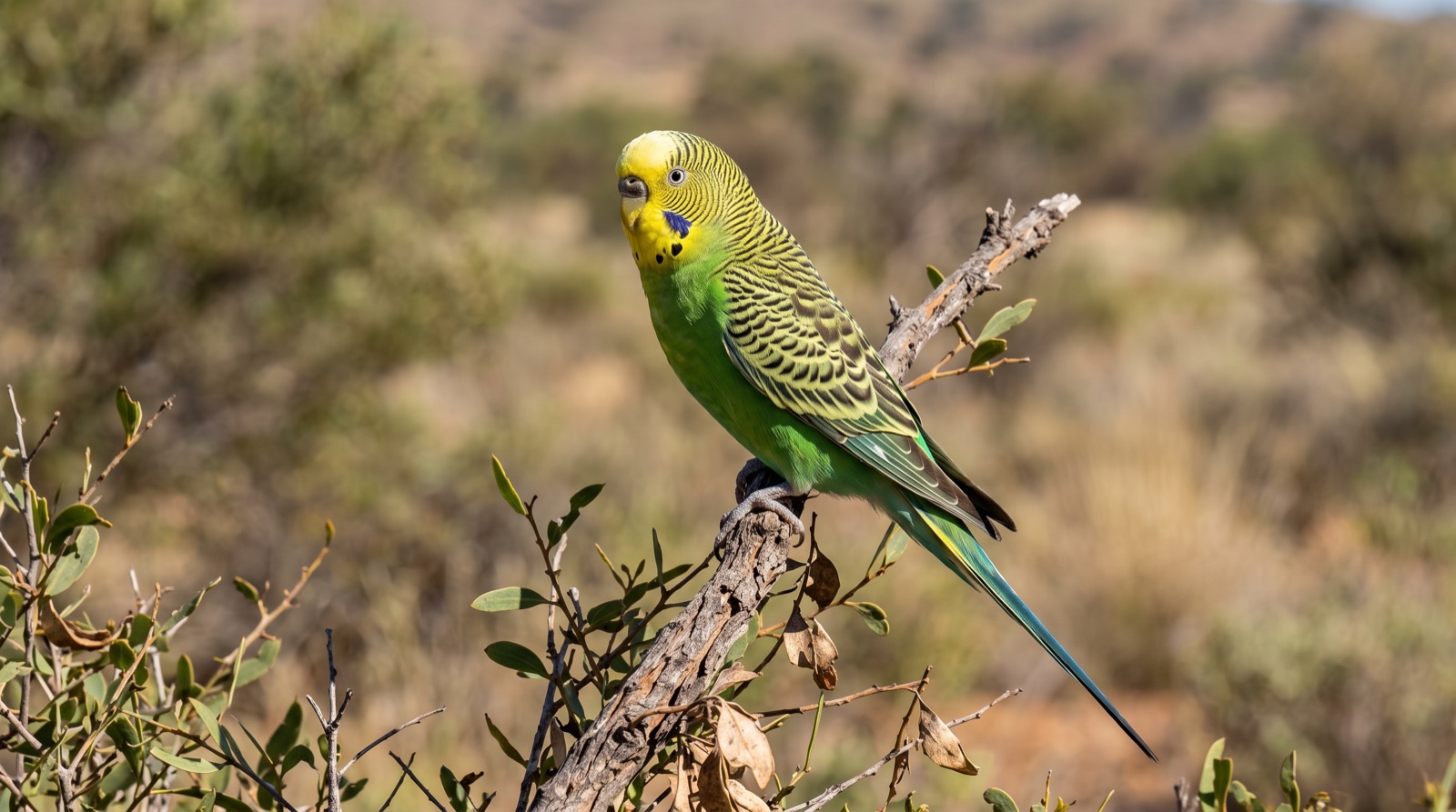 Budgerigar showing wild-type colouring with a yellow face and forehead, fine black barring across the crown, nape and wings, green underparts, a violet cheek patch, black throat spots, long tapering blue-green tail