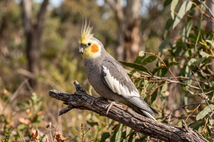 Cockatiel showing soft grey body, a bold white panel along the wing, a slender erect grey-and-yellow crest, a bright orange round cheek patch, yellow face