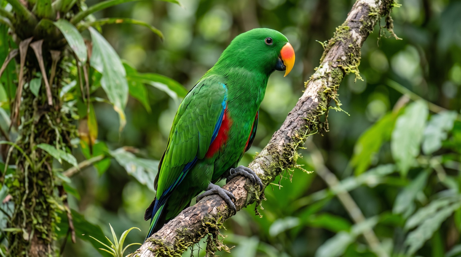Eclectus Parrot showing an adult male in brilliant emerald green plumage with red flanks and underwing coverts, blue primary feathers, and a striking orange-and-yellow upper mandible over a blue-black lower mandible