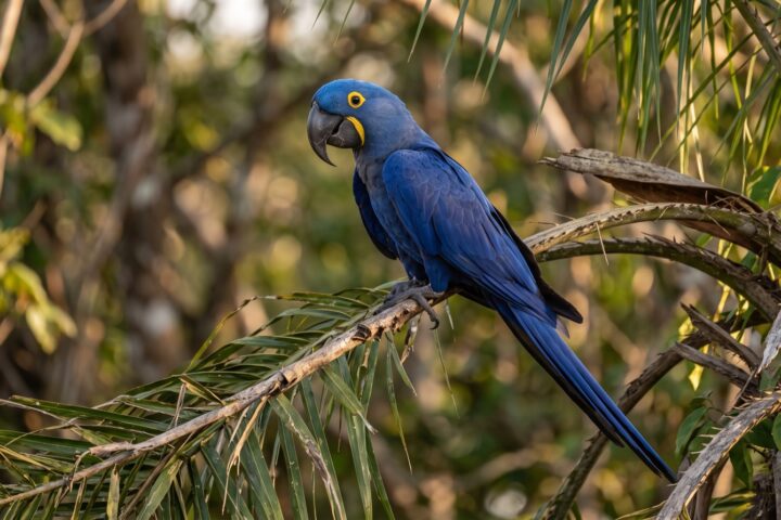 Hyacinth Macaw showing entirely deep cobalt-violet blue plumage, a large black hooked bill, a bare bright-yellow ring of skin around the eye and a yellow crescent at the base of the lower mandible, long tapering blue tail