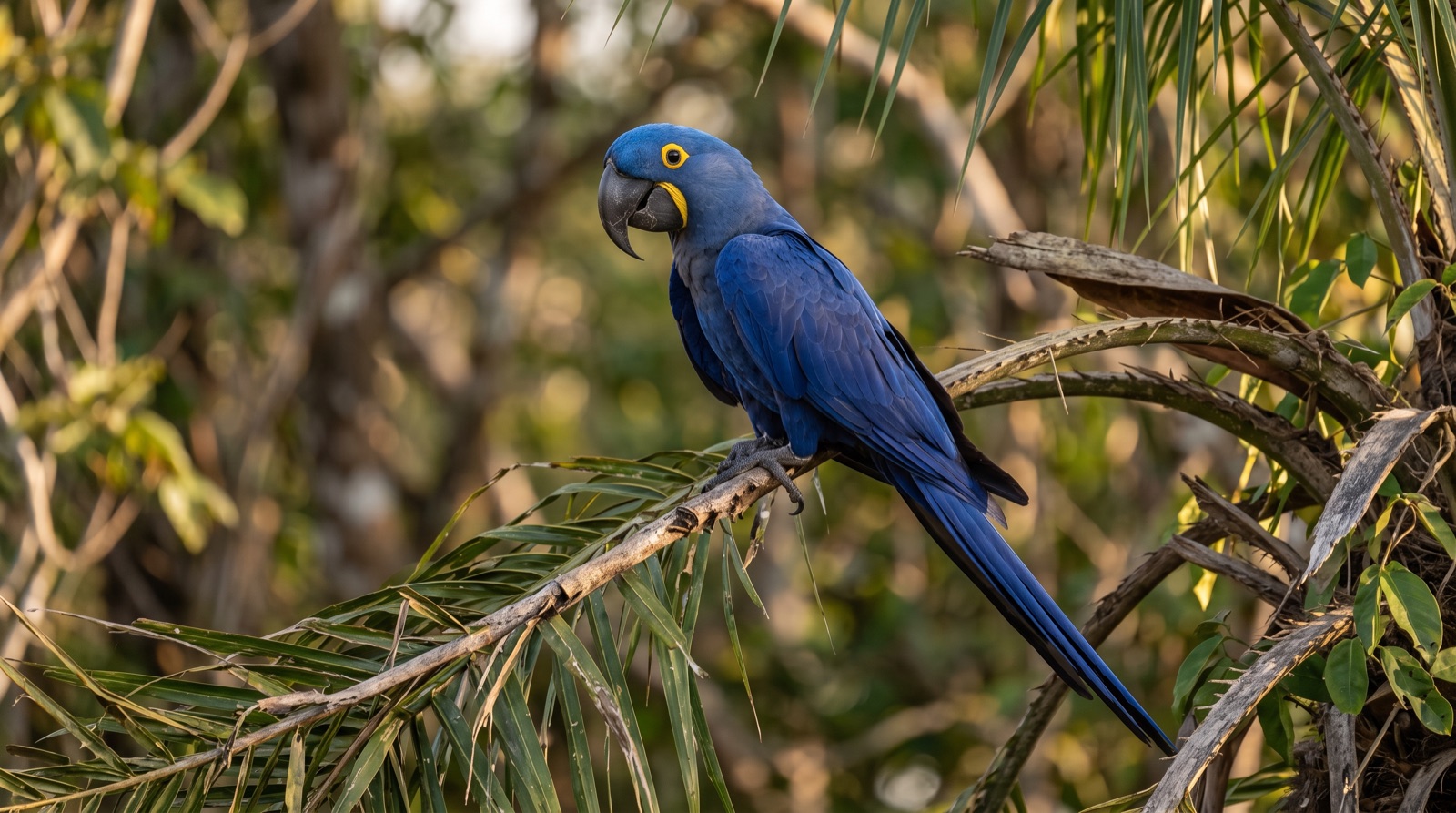 Hyacinth Macaw showing entirely deep cobalt-violet blue plumage, a large black hooked bill, a bare bright-yellow ring of skin around the eye and a yellow crescent at the base of the lower mandible, long tapering blue tail