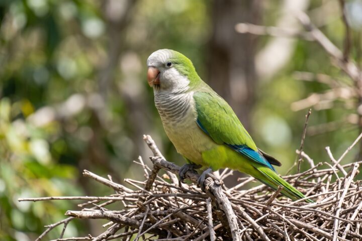 Monk Parakeet showing bright green upperparts, a pale grey forehead, cheeks and throat with faint scalloping, a grey breast, olive-yellow belly, blue flight feathers, horn-coloured bill