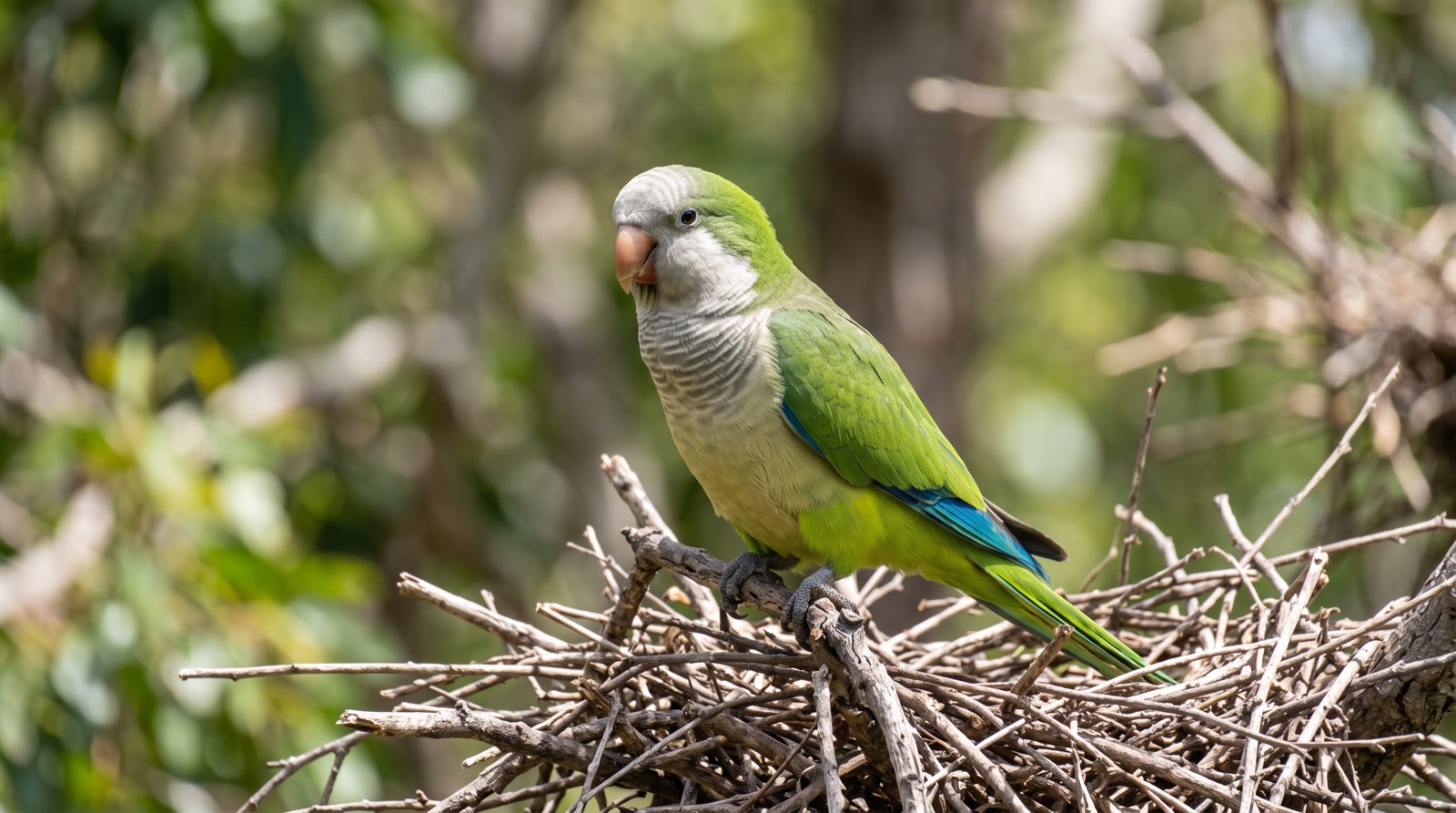 Monk Parakeet showing bright green upperparts, a pale grey forehead, cheeks and throat with faint scalloping, a grey breast, olive-yellow belly, blue flight feathers, horn-coloured bill
