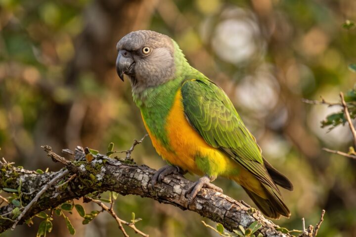 Senegal Parrot showing a grey head, green back, wings and throat forming a V against the breast, a bright yellow-orange belly and vent, dark grey bill, pale yellow iris