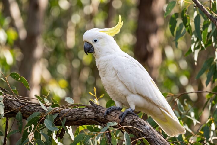 Sulphur-crested Cockatoo showing white plumage, a narrow forward-curving sulphur-yellow crest, dark grey-black bill, pale yellow wash under the wings, pale grey skin around the eye