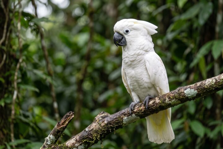 Umbrella Cockatoo showing pure white plumage, a broad backward-sweeping white crest, dark grey-black bill, dark eye, pale lemon-yellow wash on the underside of wings and tail