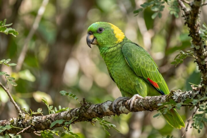 Yellow-naped Amazon showing bright green plumage, a broad yellow band across the nape and hindneck, green crown, dark bill with a pale base, red speculum on the wing