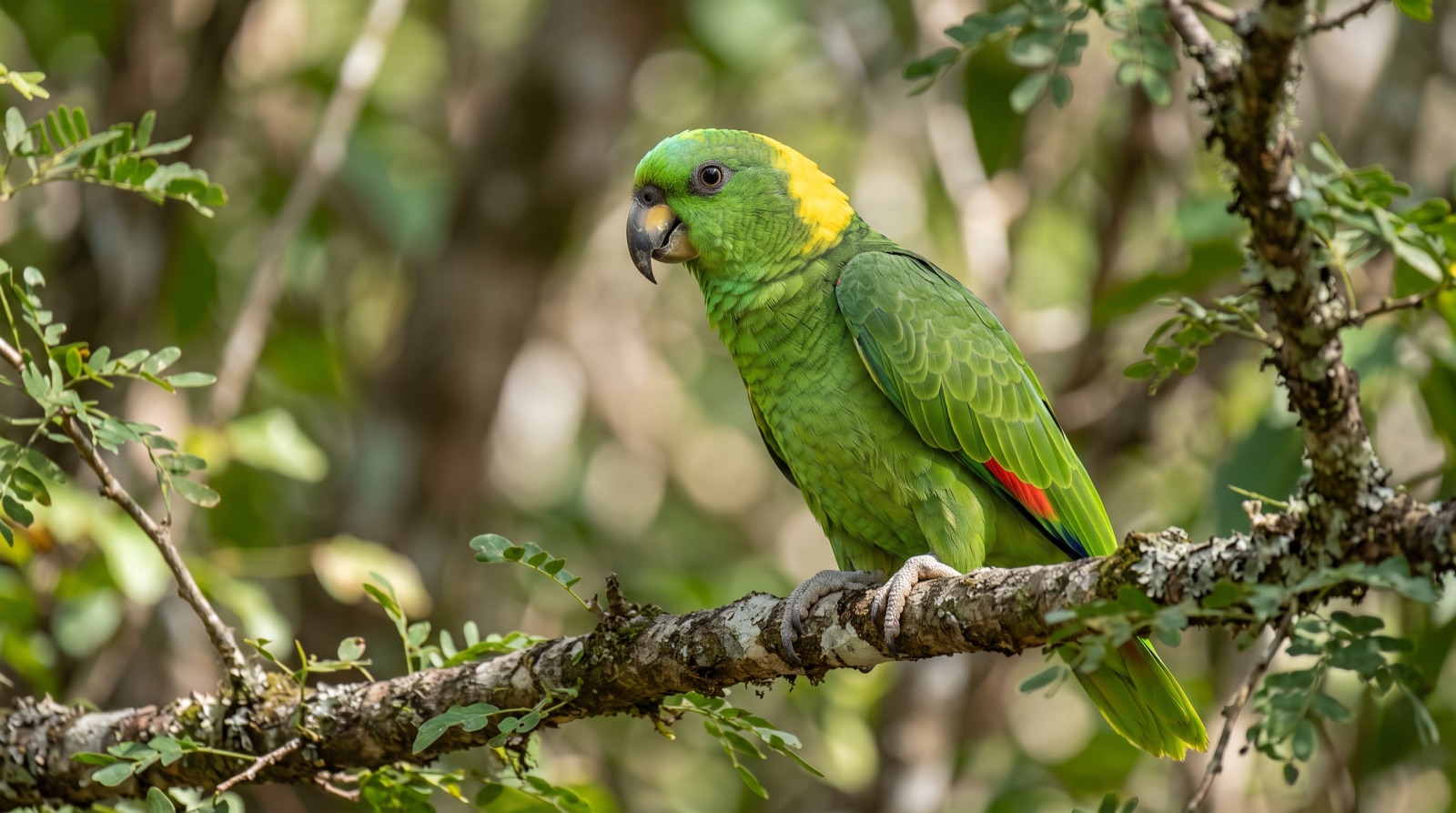 Yellow-naped Amazon showing bright green plumage, a broad yellow band across the nape and hindneck, green crown, dark bill with a pale base, red speculum on the wing